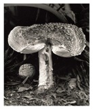 Amanita Toadstool